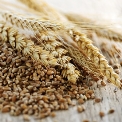 Organic Grains